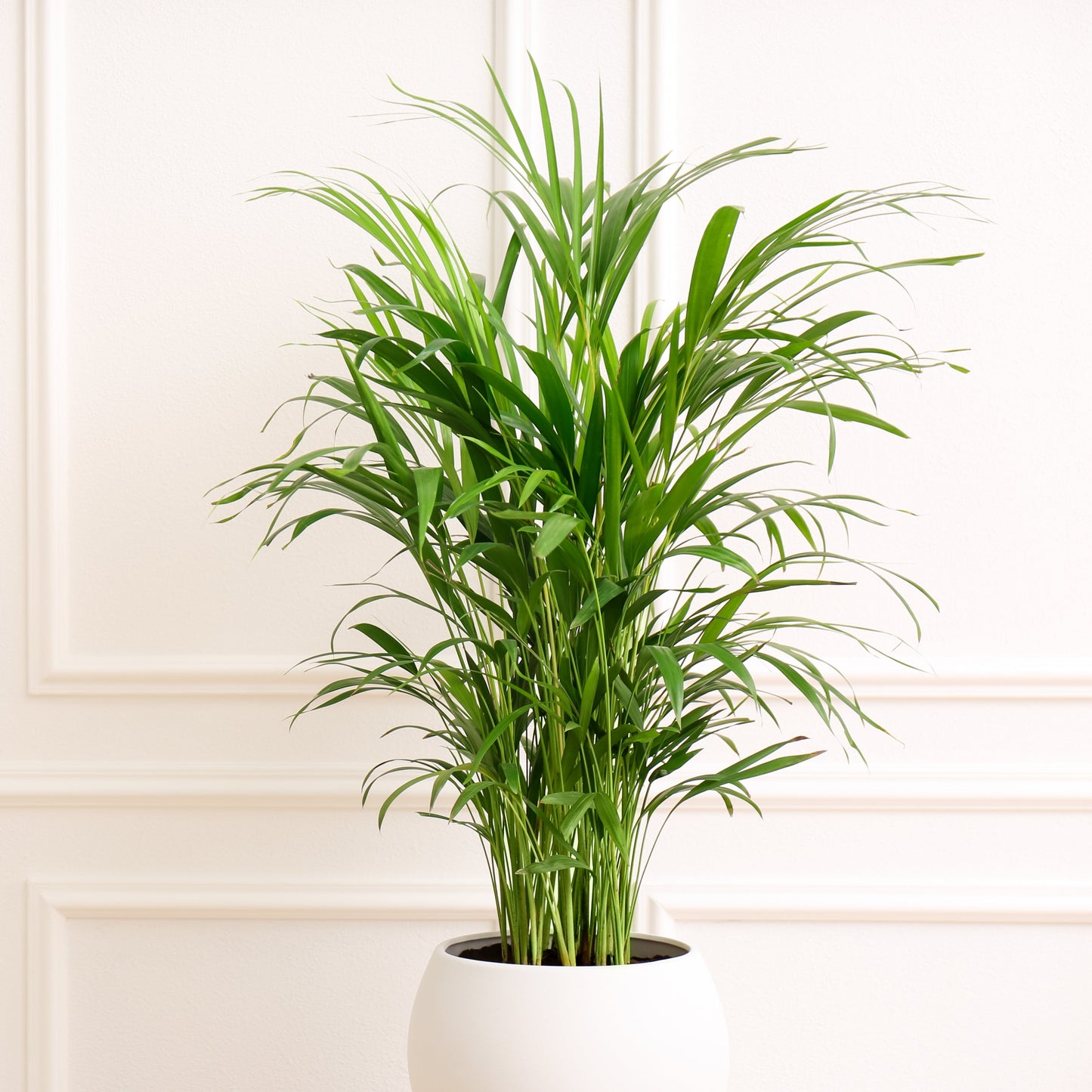 Areca Palm