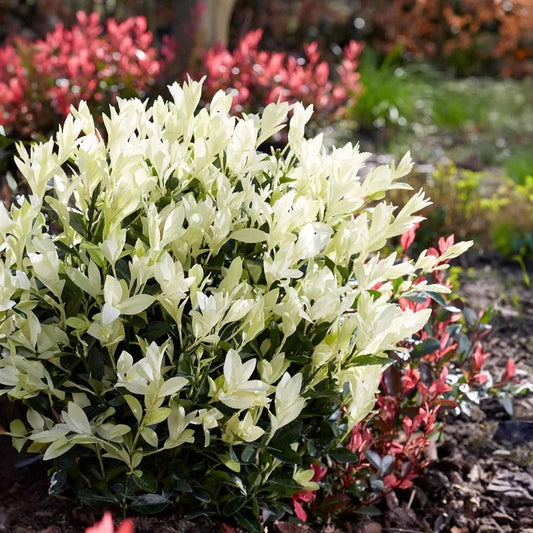 Himalayan Euonymus - Euonymus Fortunei 'Himalama'