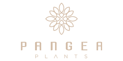 Pangeaplants