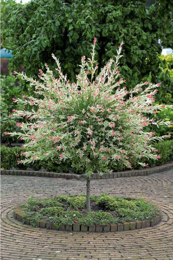 Nishiki Flamego Willow - Salix integra 'Hakuro Nishiki'