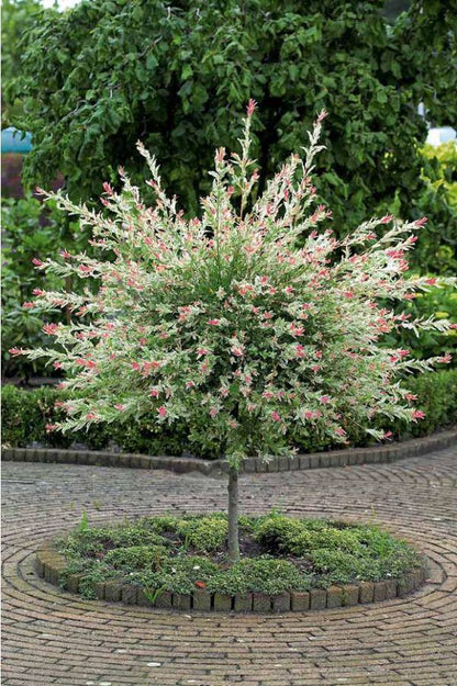 Nishiki Flamego Willow - Salix integra 'Hakuro Nishiki'