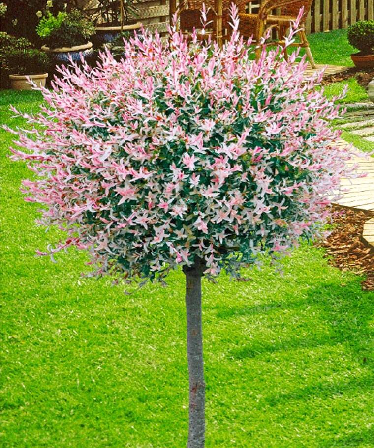Nishiki Flamego Willow - Salix integra 'Hakuro Nishiki'