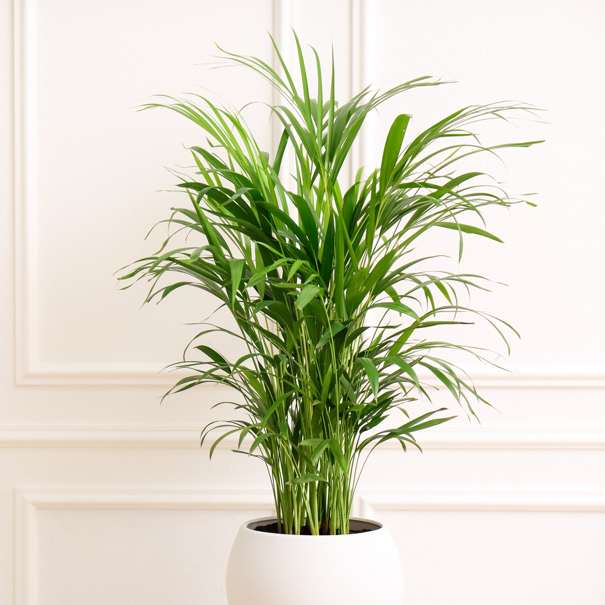 Areca Palm