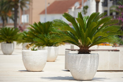 Sago Palm - Cycas Revoluta