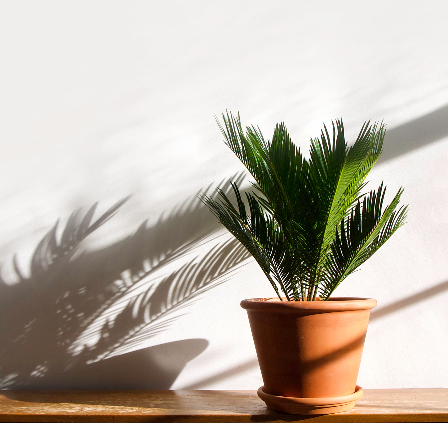 Sago Palm - Cycas Revoluta