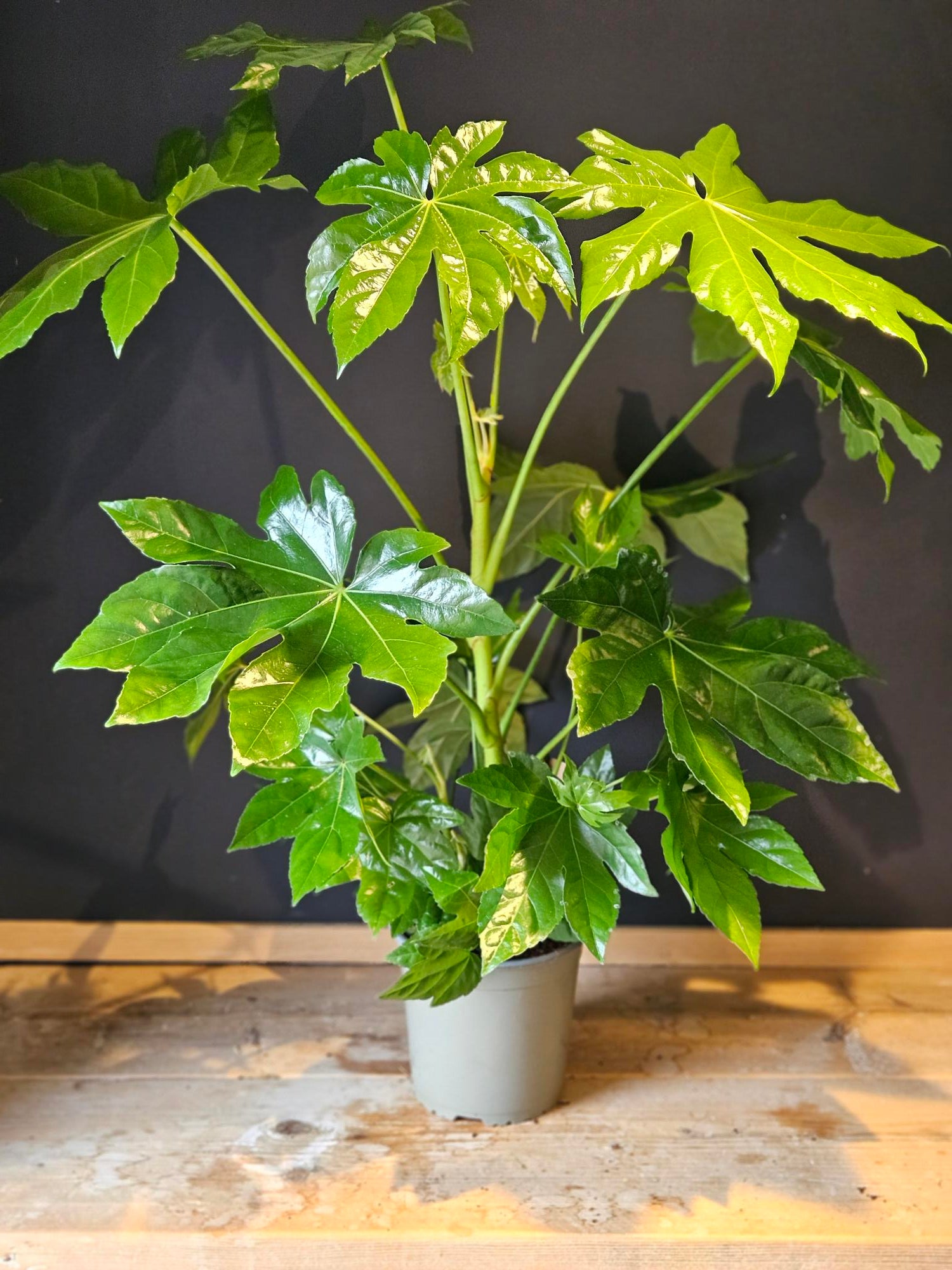 Fatsia japonica