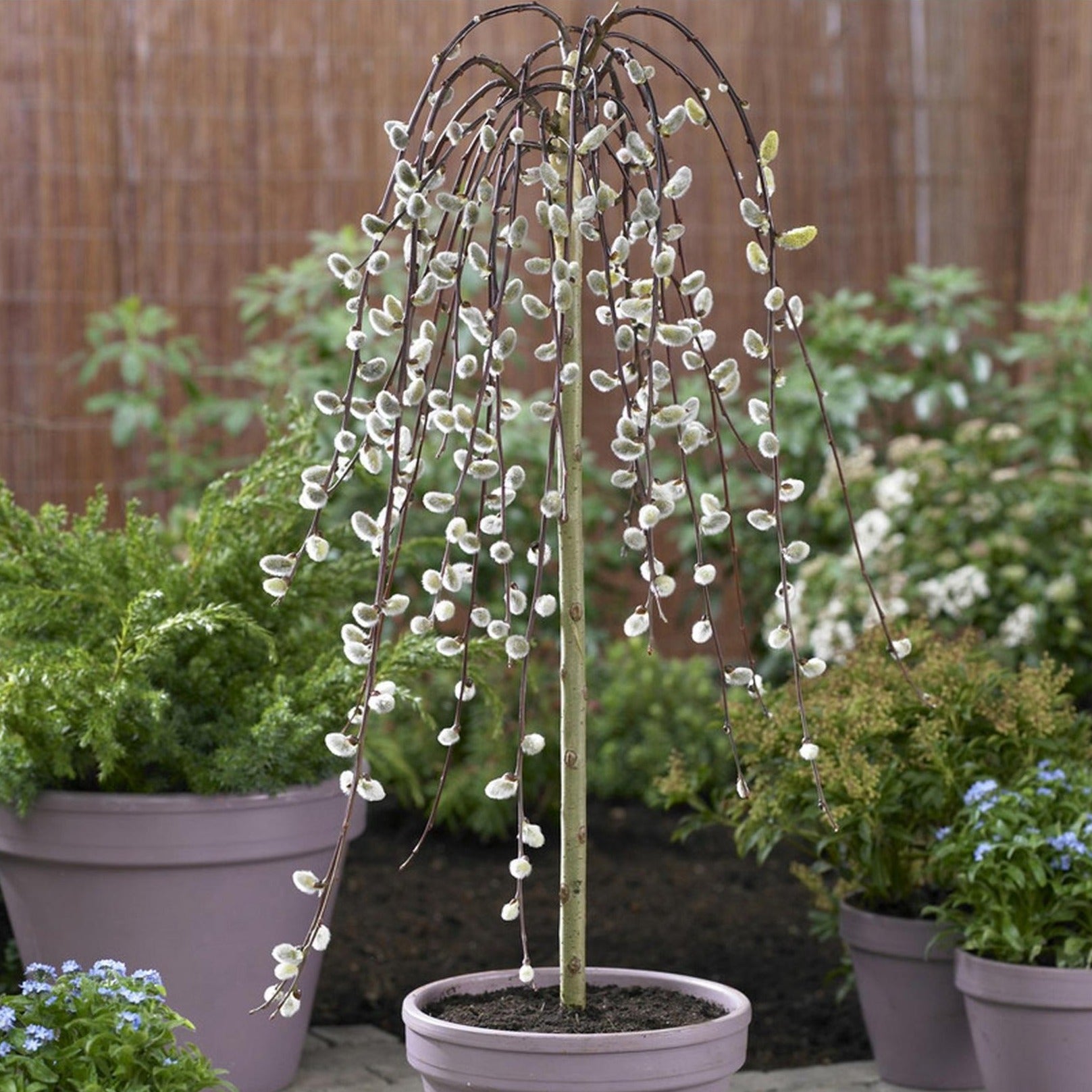 Kilmarnock Willow - Salix Caprea 'Kilmarnock'