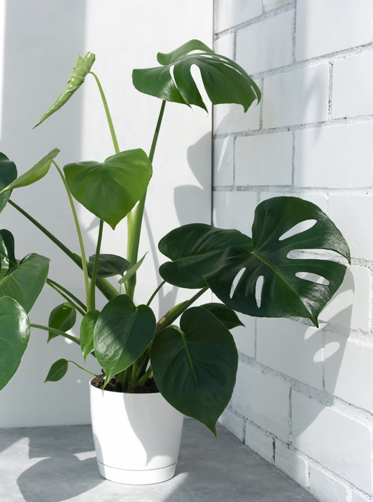 Monstera Deliciosa - Swiss Cheese Plant