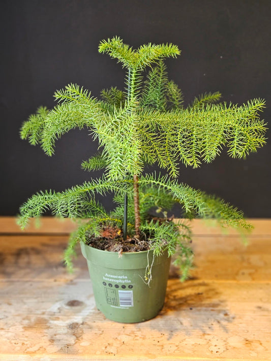 Norfolk Island Pine - Araucaria heterophylla