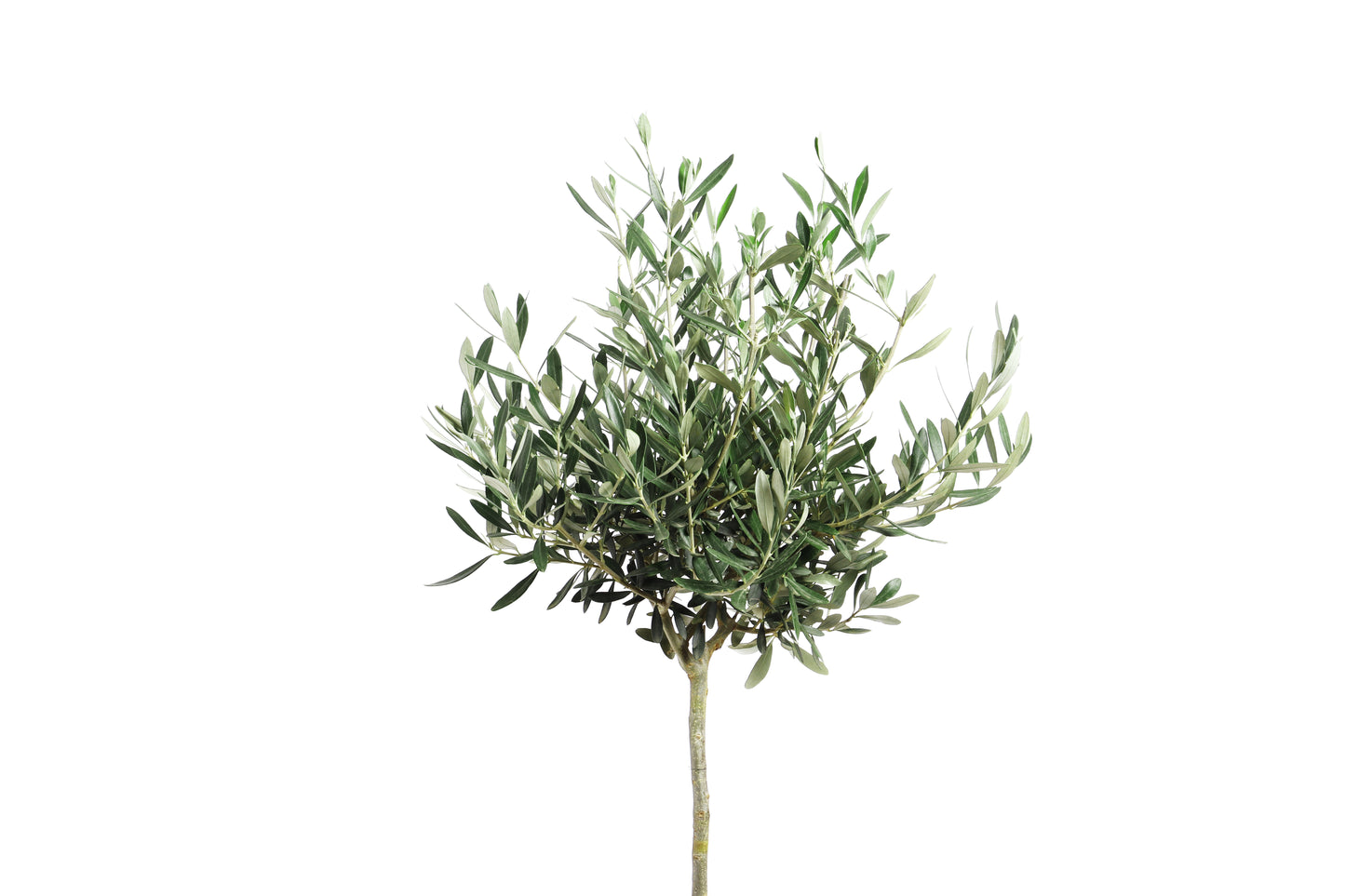 Standard Olive Plant - Olea europaea
