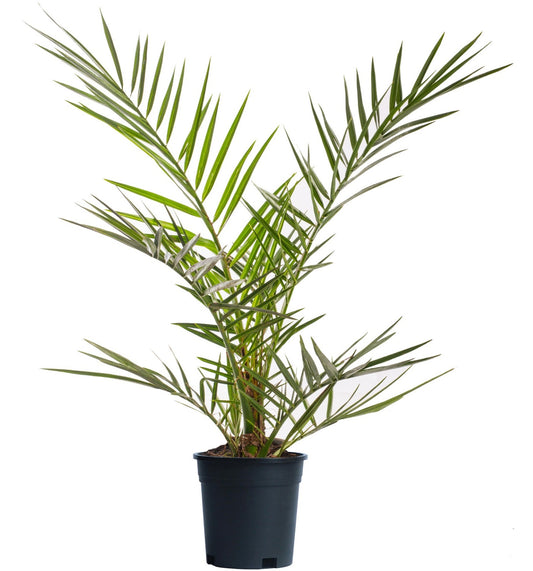Phoenix Canariensis - Canary Date Palm