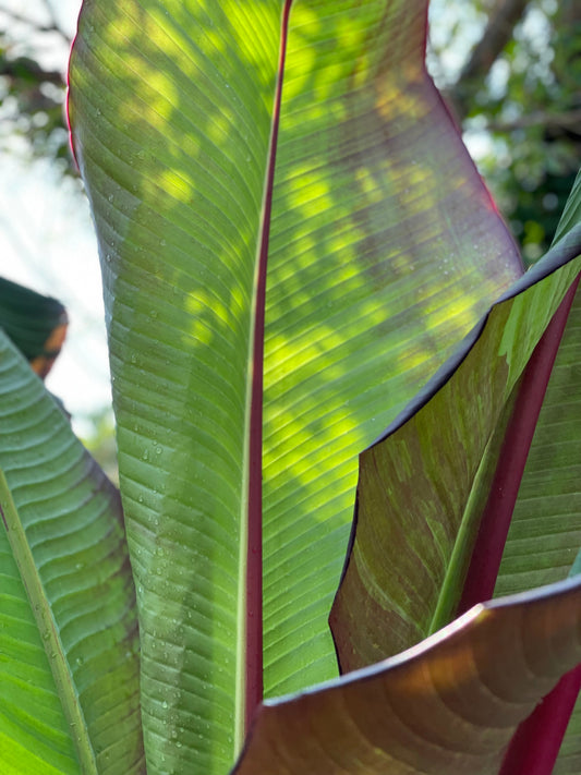 Red Banana Plant - Ensete ventricosum